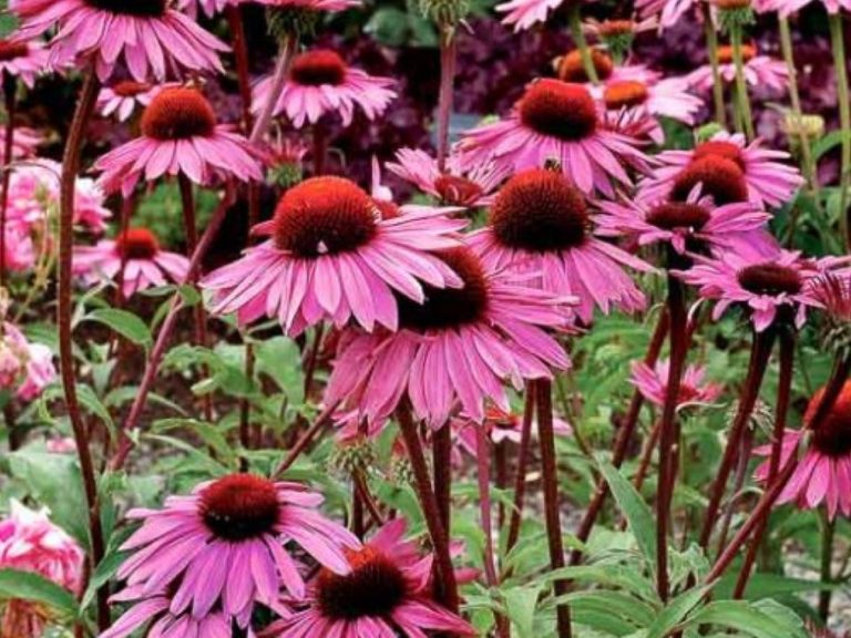 Echinacea_Merlot_R_1