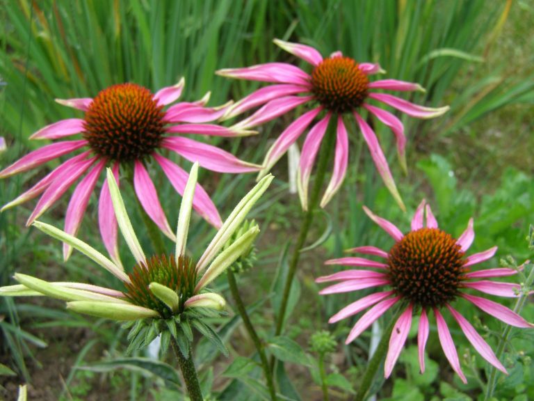 Echinacea_PICA_BELLA