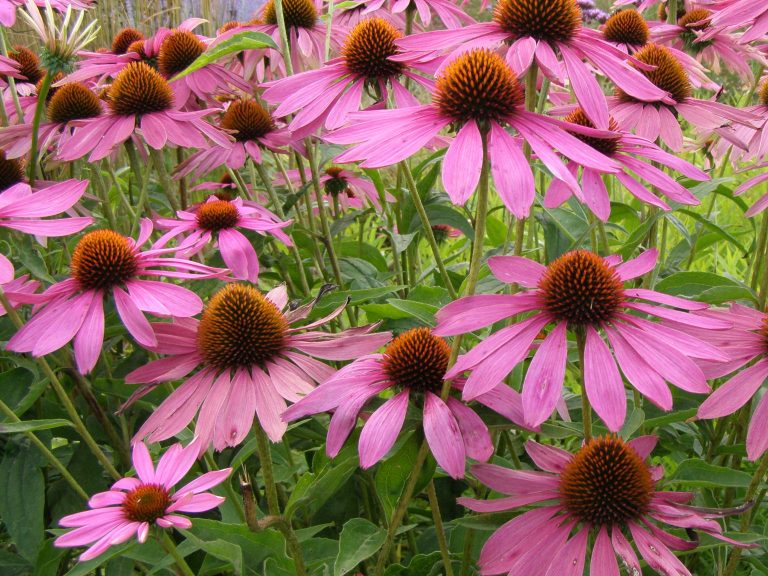 Echinacea_Rubinstern_2