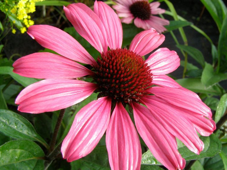 Echinacea_Sunseekers_Carmine_pirmas_1