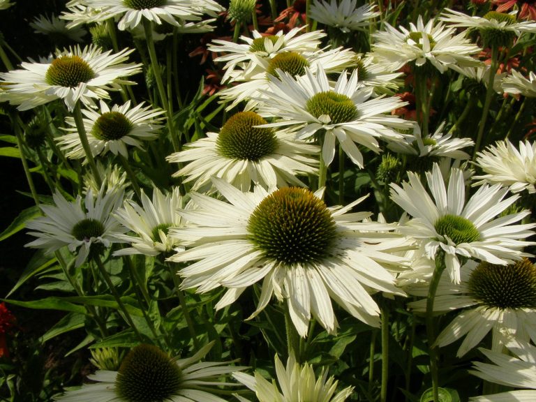 Echinacea_Virgin_2_1