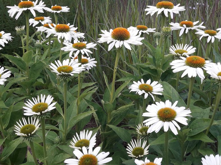 Echinacea_WHITE_SWANE_1