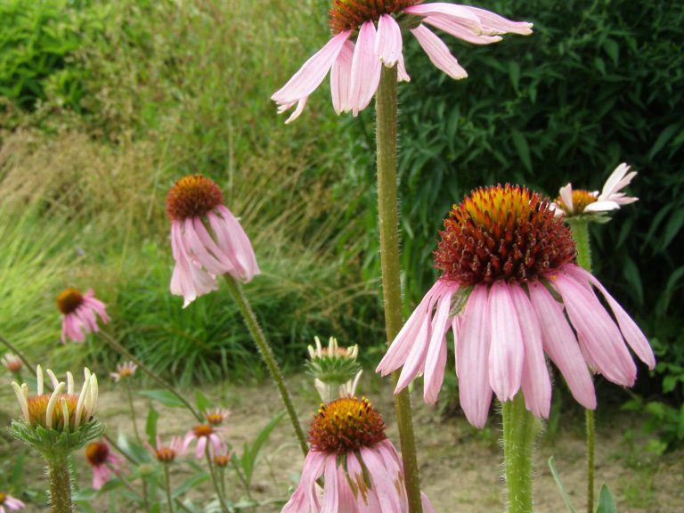 Echinacea_angustifolia_1_1