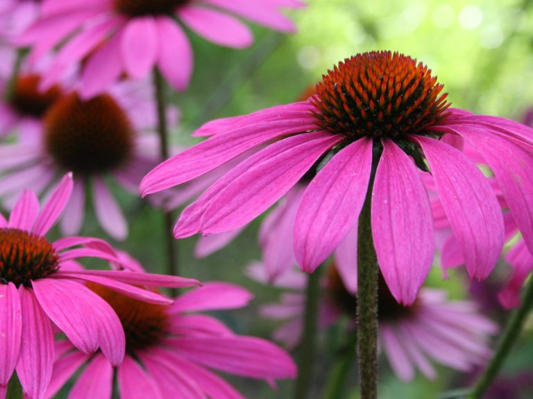 Echinacea_purpurea_MAGNUS