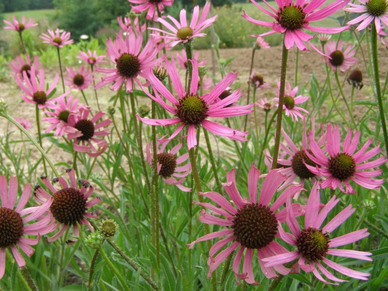 Echinacea_tennesseensis_3_1