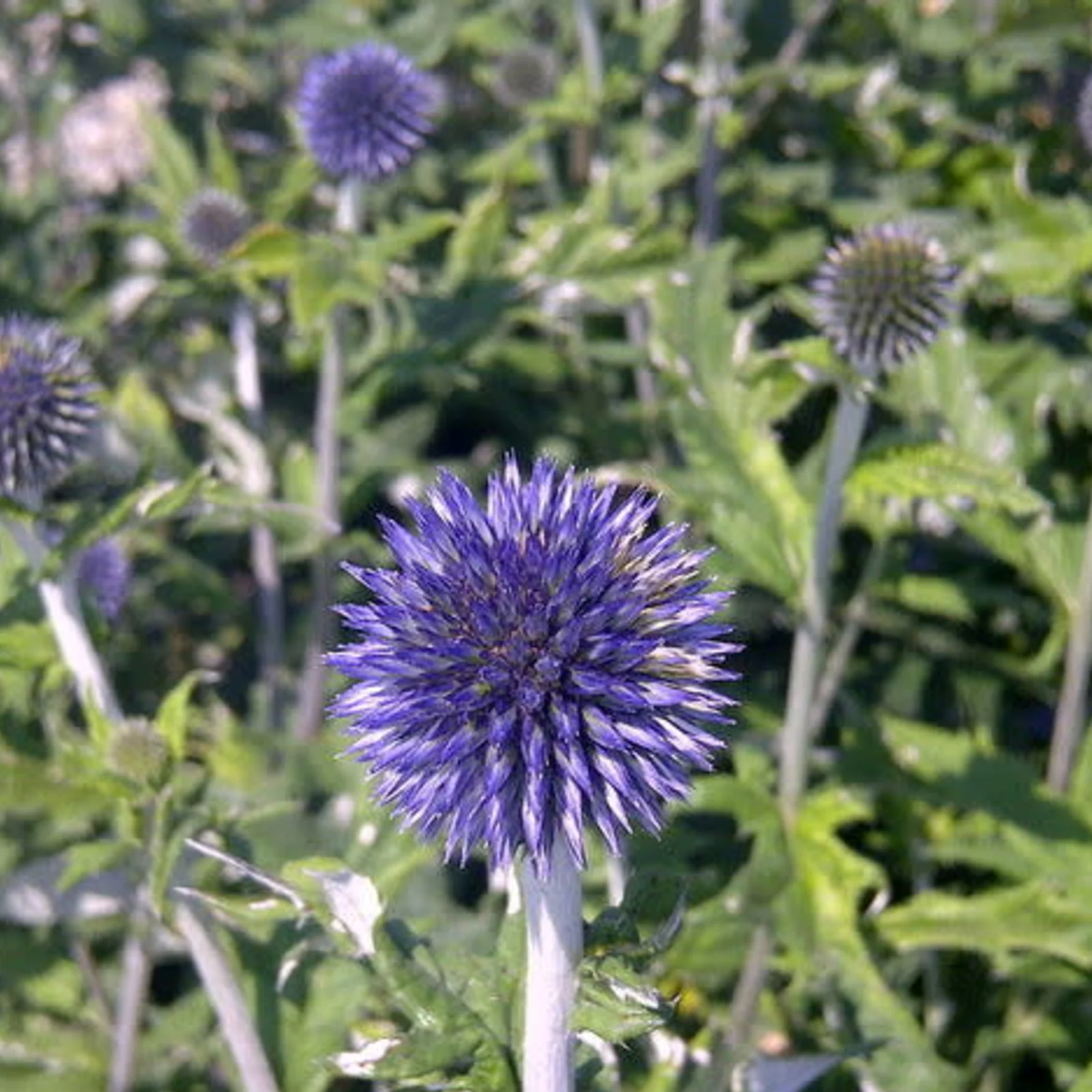 Echinops 'Veiths Blue'