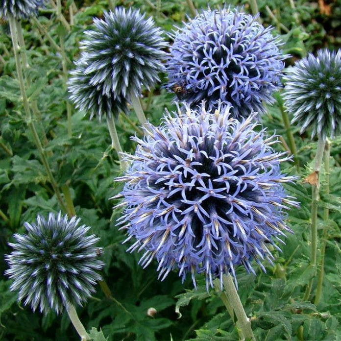 Echinops ritro 'Veitches Blue'