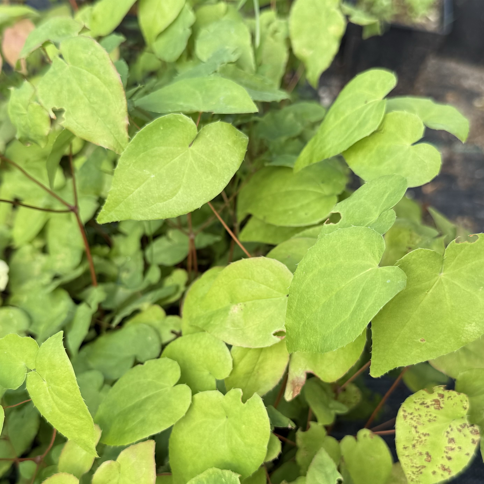 Epimedium granddiflorum PURPLE PIXIE. Silvos Jankauskaitės nuotr.