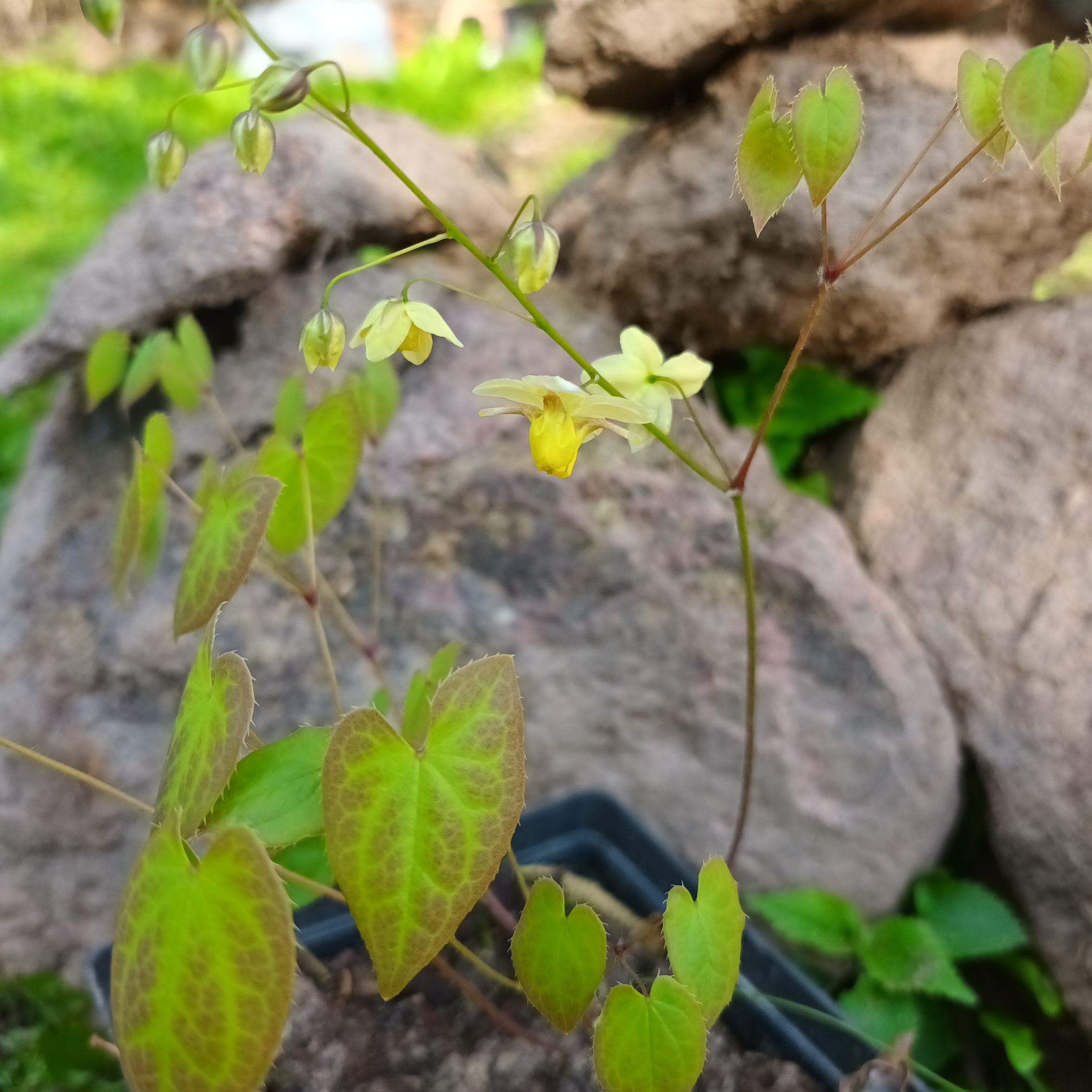 Epimedium 'Sulphureum'