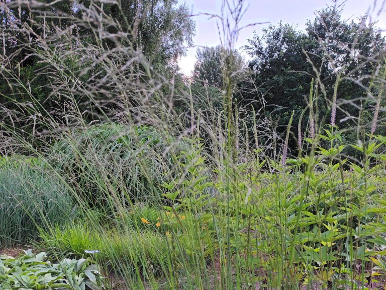 Eragrostis_Totnes_Burgundy_zydi_1