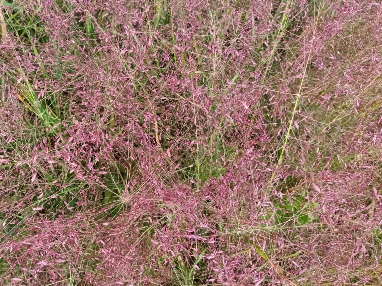 Eragrostis_spec._Purpurflirren