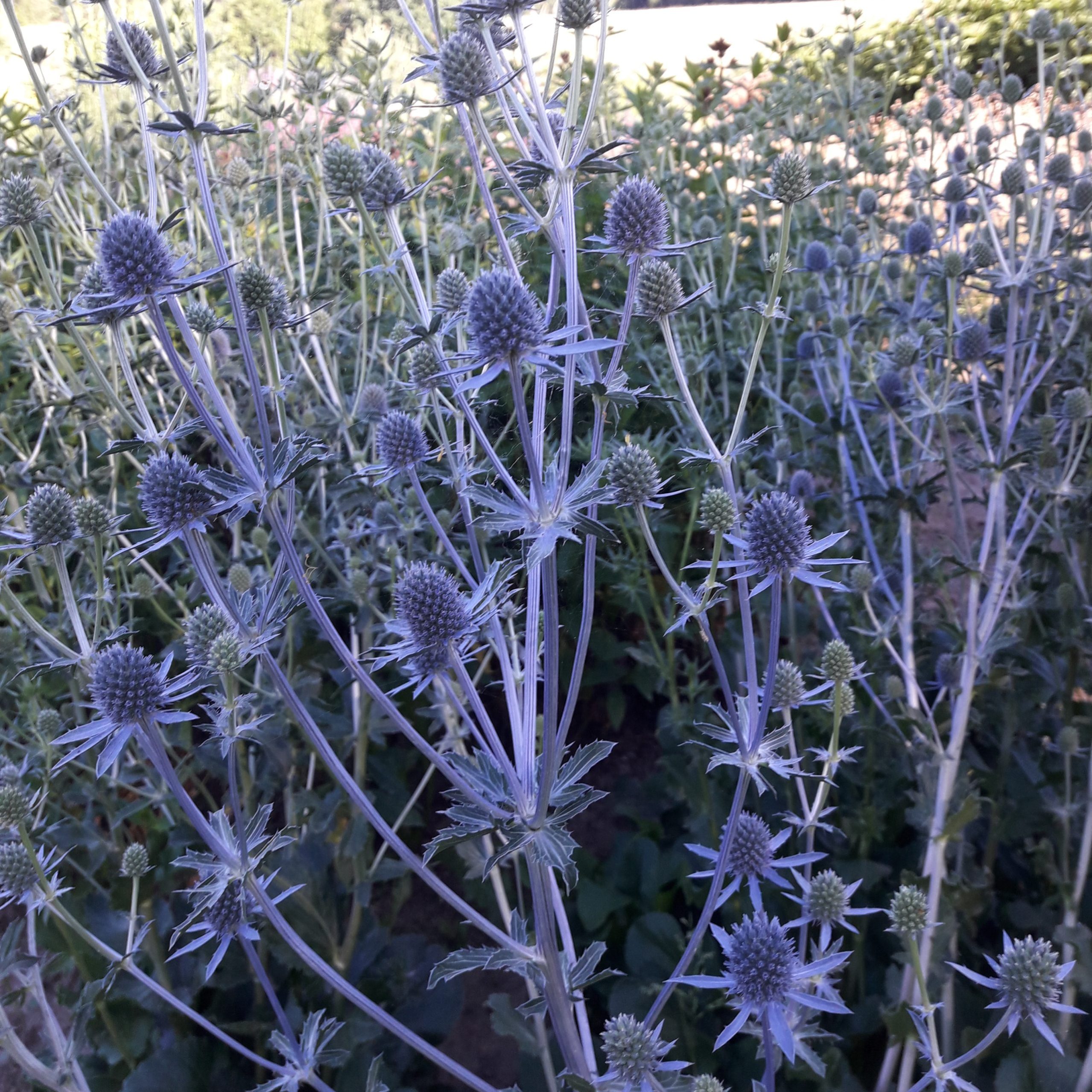 Eryngium planum