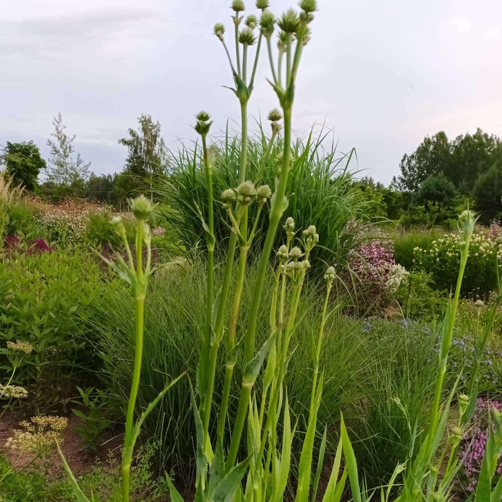 Eryngium yucifolium