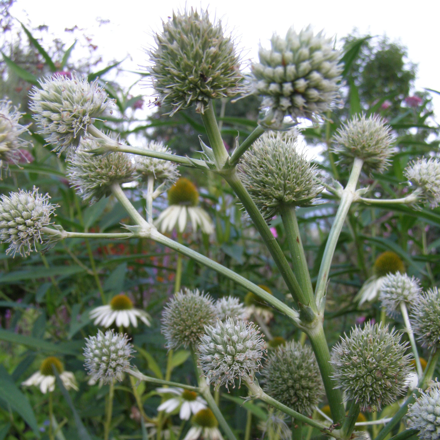 Eryngium yucifollium ziedai