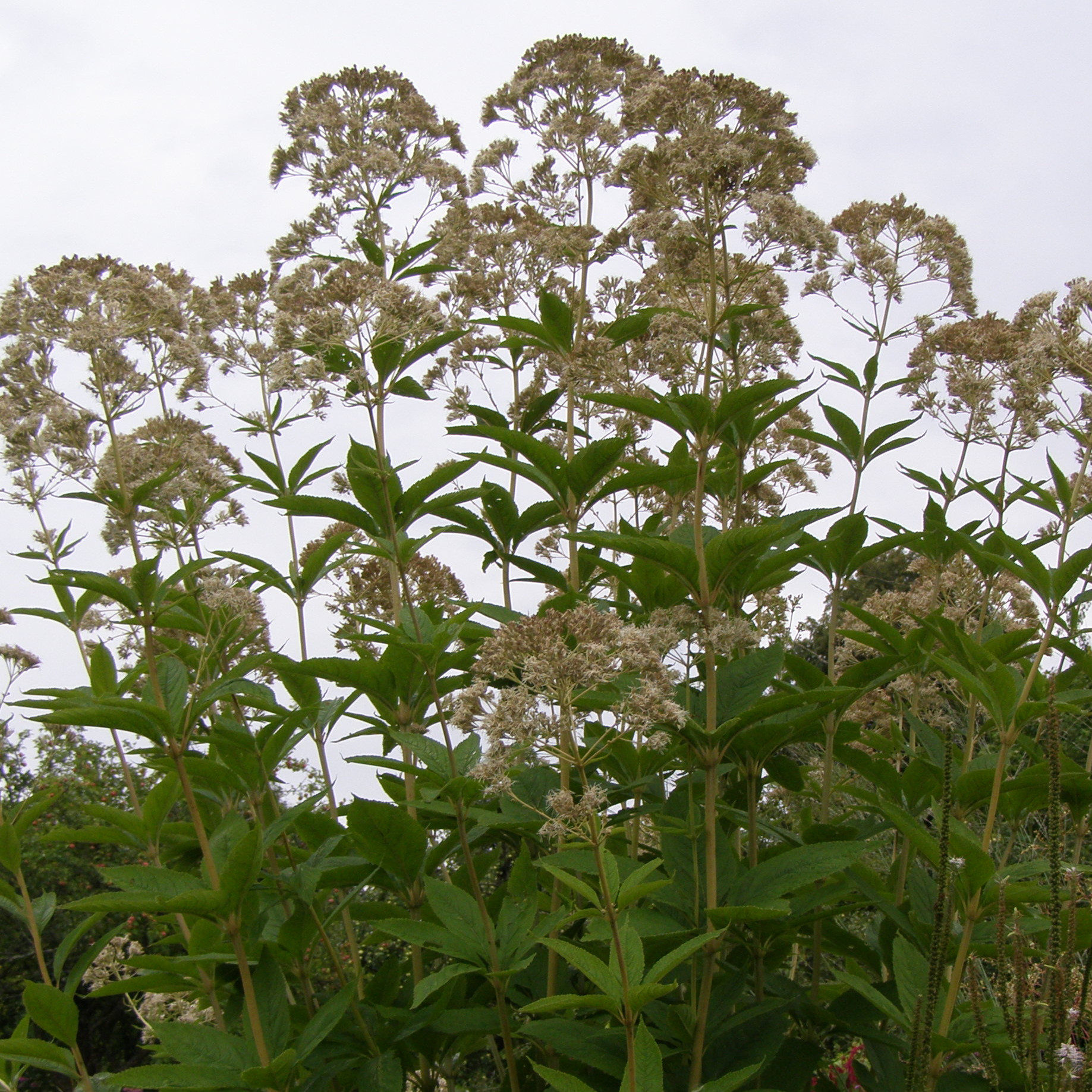 Eupatorium ALBA