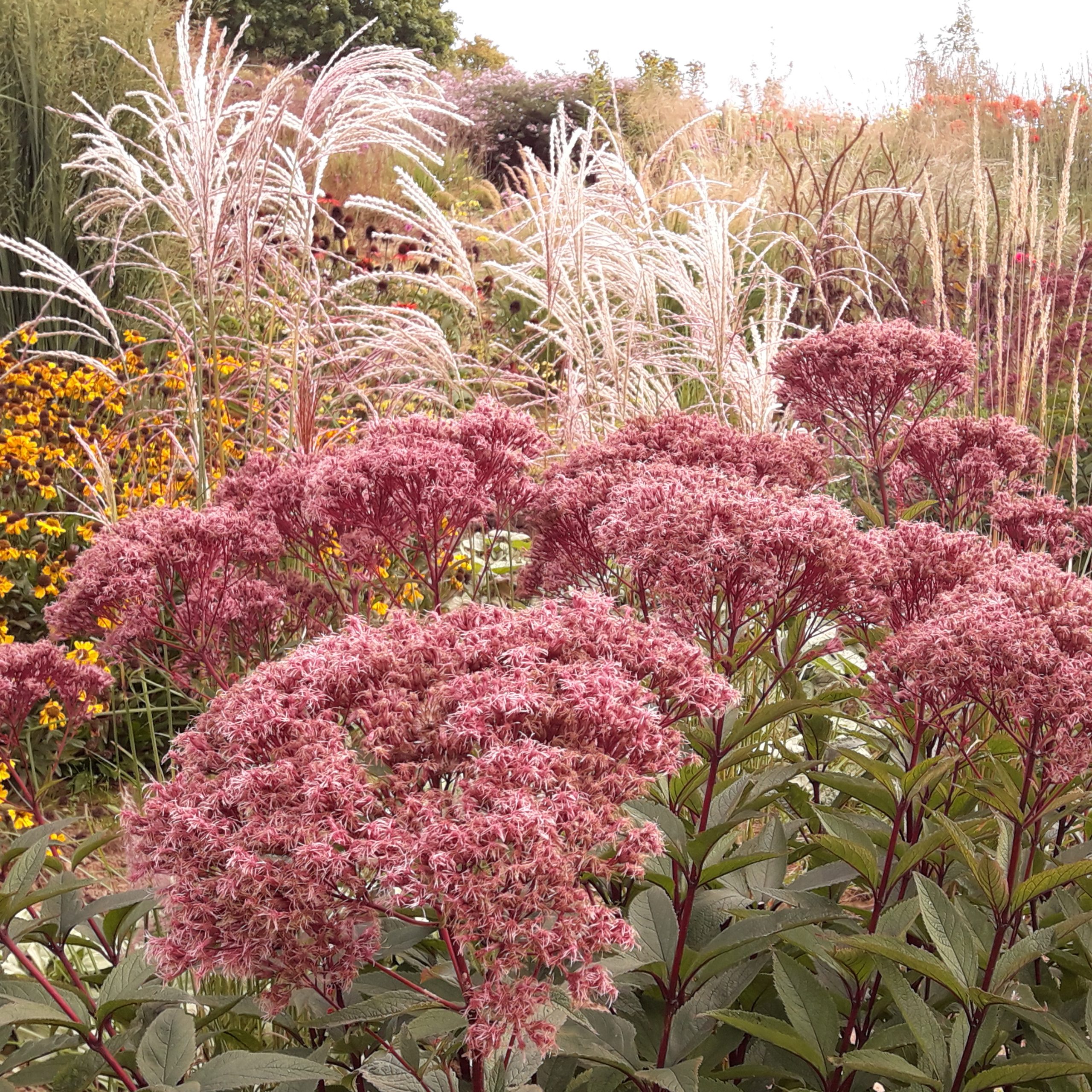 Eupatorium BABY JOY
