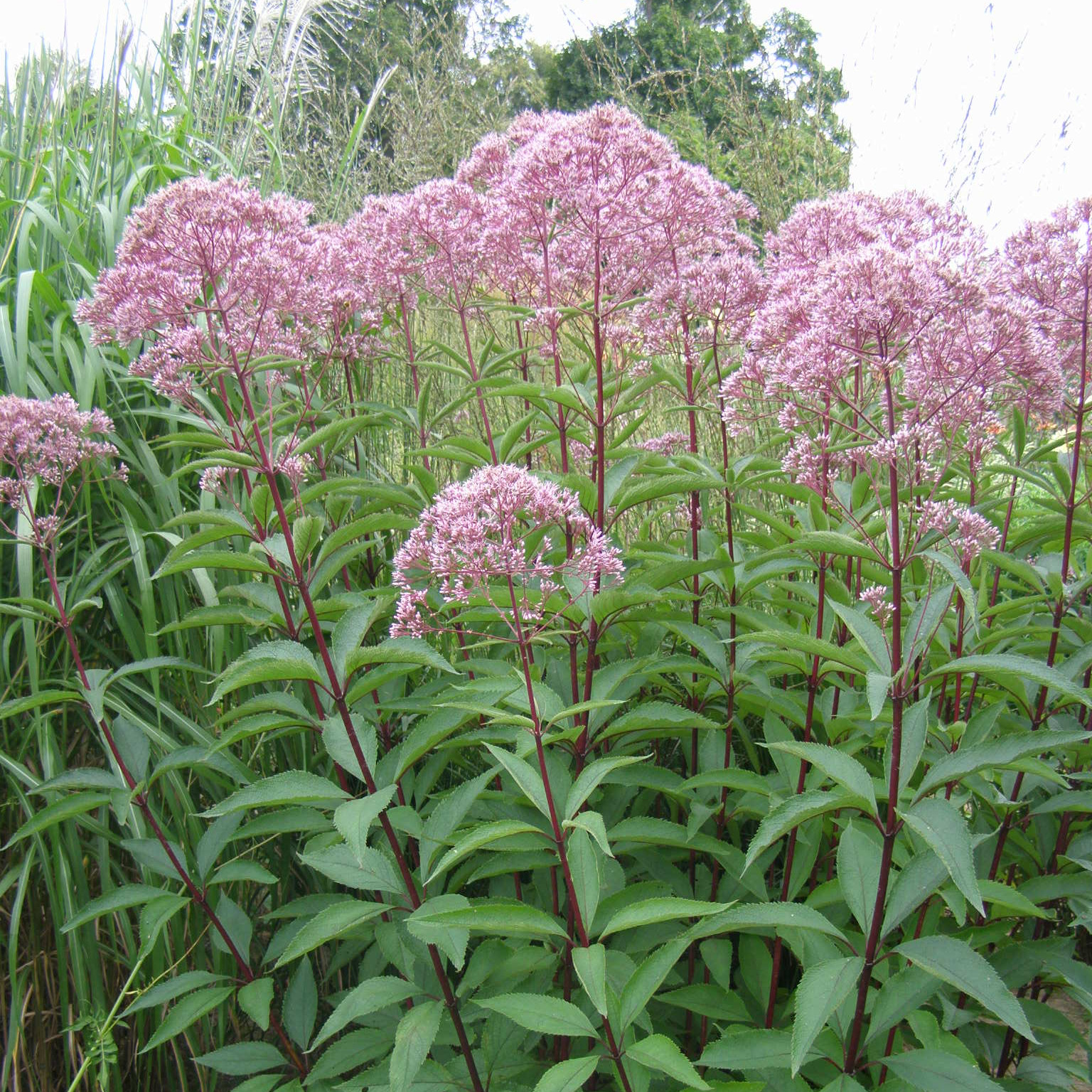 Eupatorium GLUTBALL