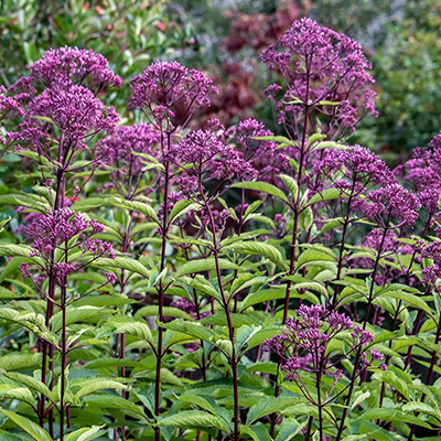Eupatorium Humble