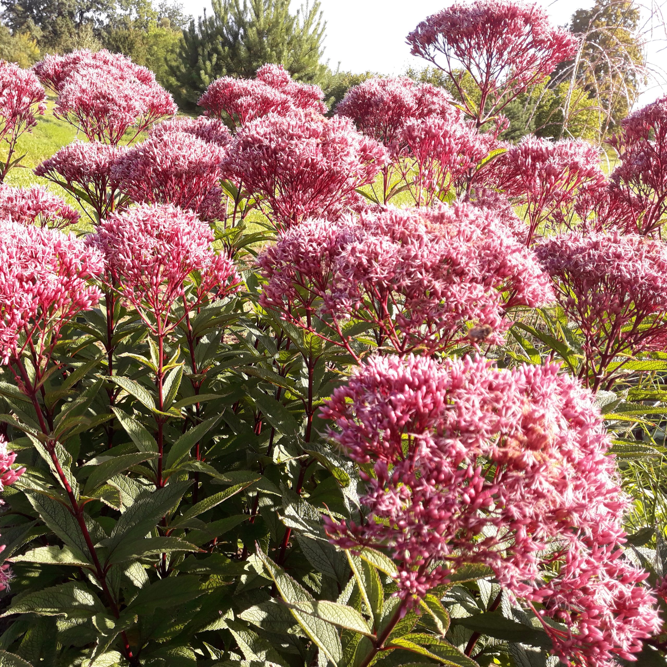 Eupatorium dumosum BABY JOY