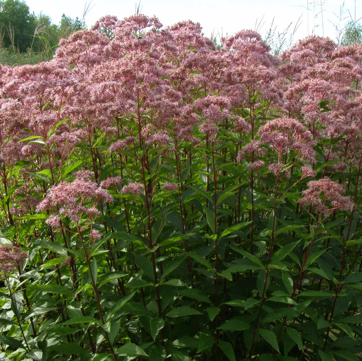 Eupatorium fistulosum PURPLE BUSH