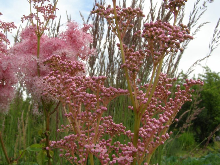 Filipendula_rubra_venusta_magnifica_2_1
