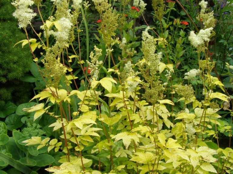 Filipendula_ulmaria_AUREA
