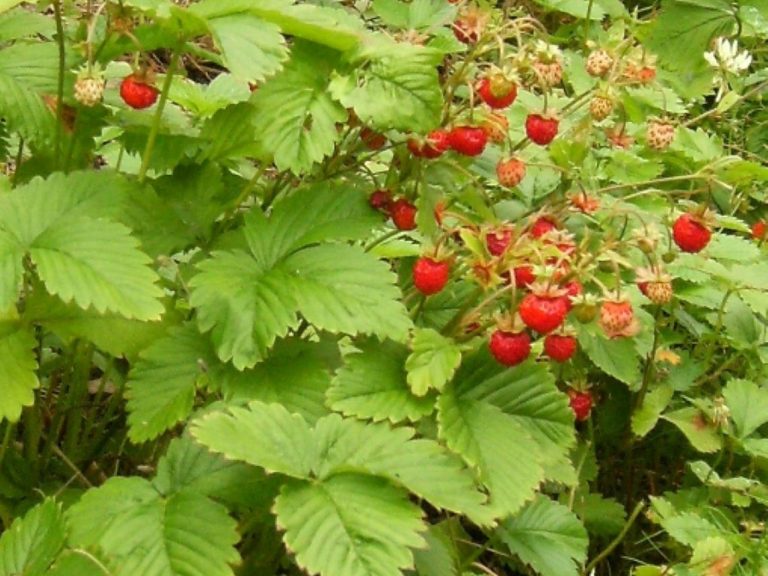 Fragaria_vesca_R_1