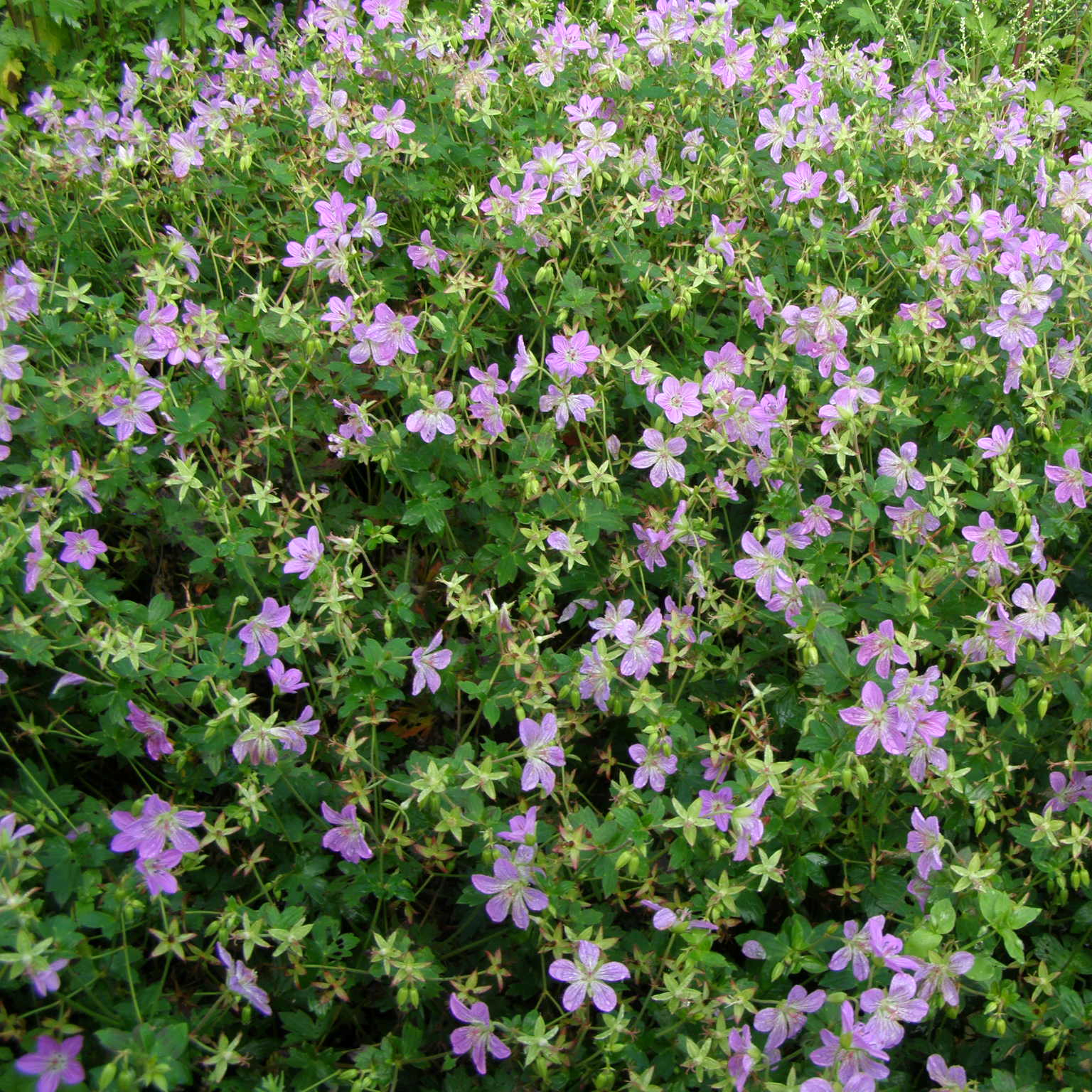 geranium 'fay anna'