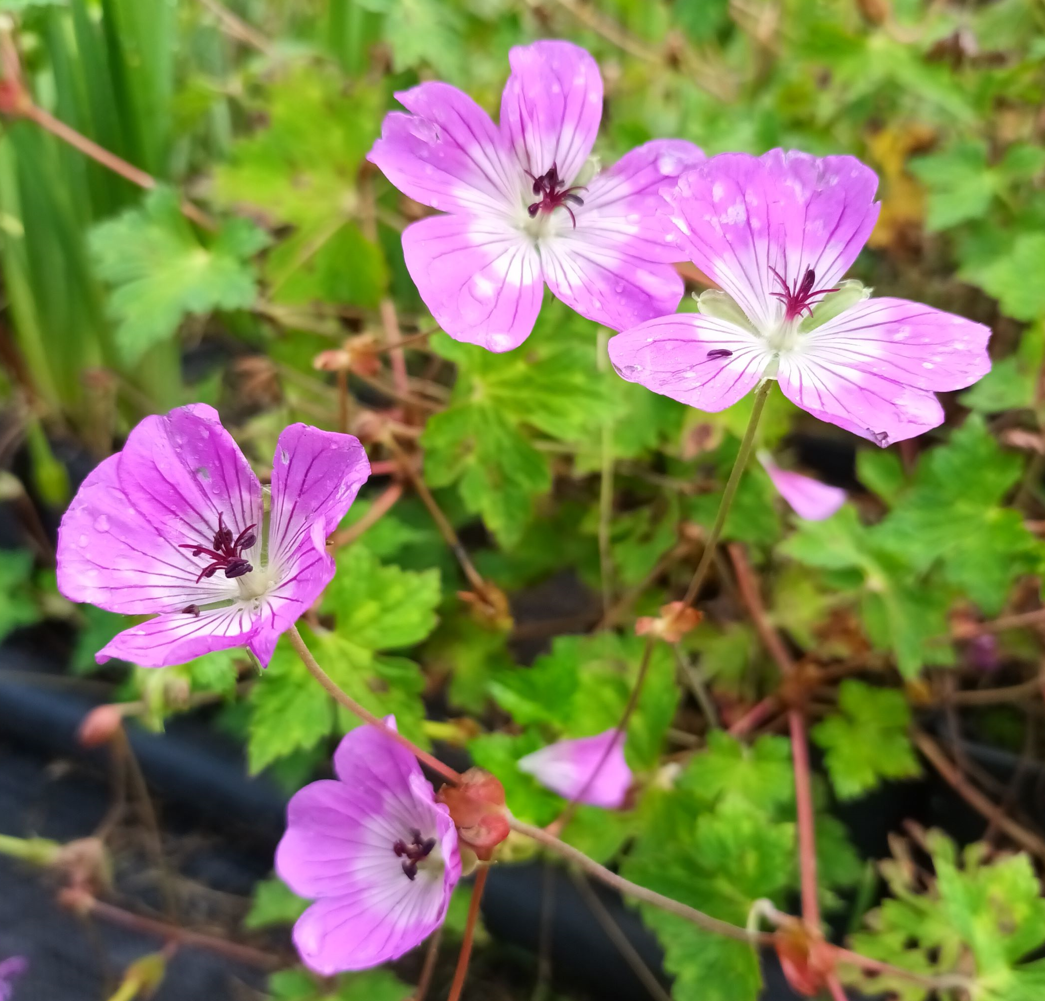 Geranium 'Kelly Anne'
