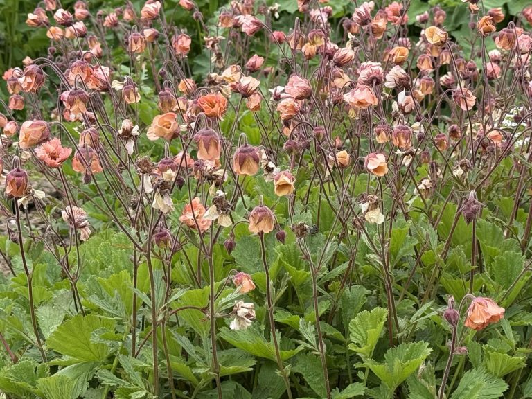 Geum rivale ne FLAMES OF PASSION_1