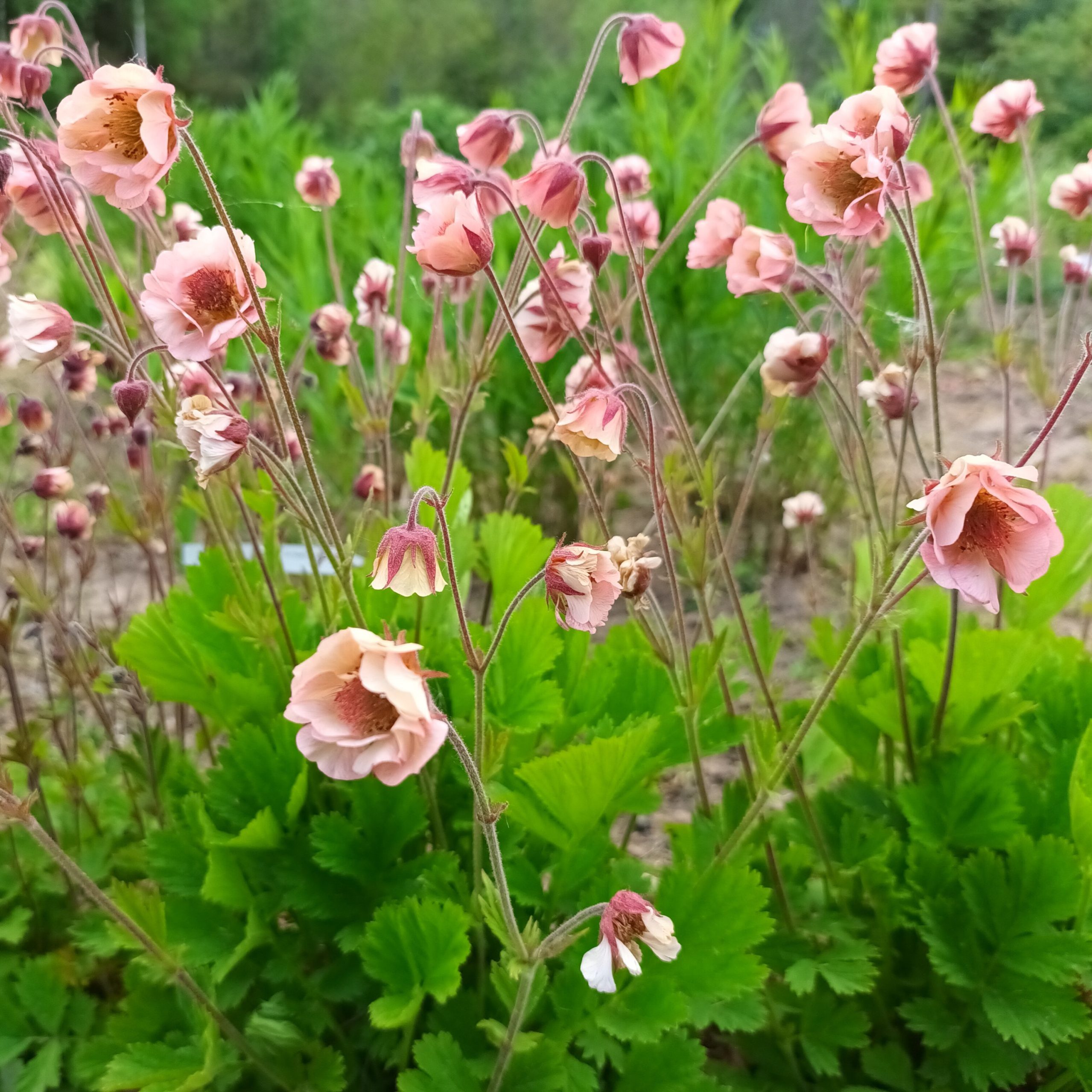 Geum Apricot Pearl