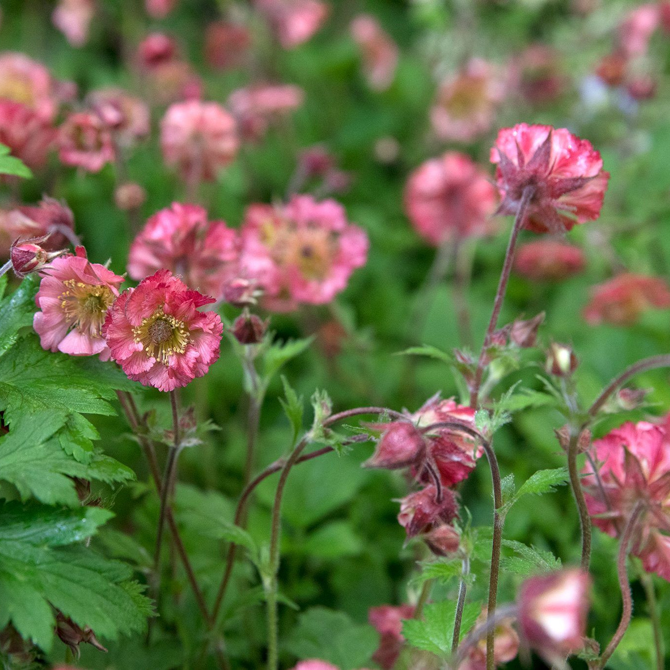 Geum Bell Bank