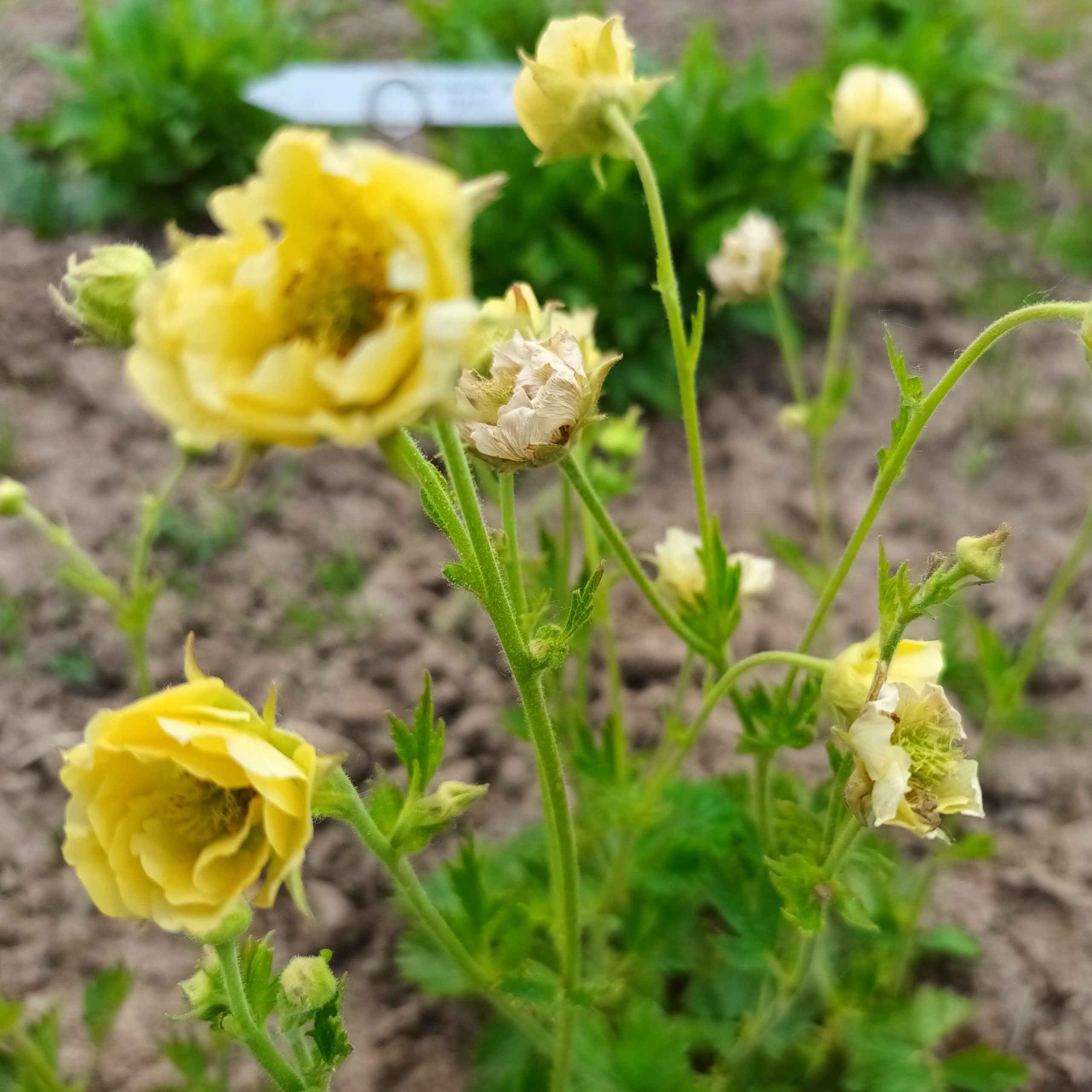 Geum Gimlet