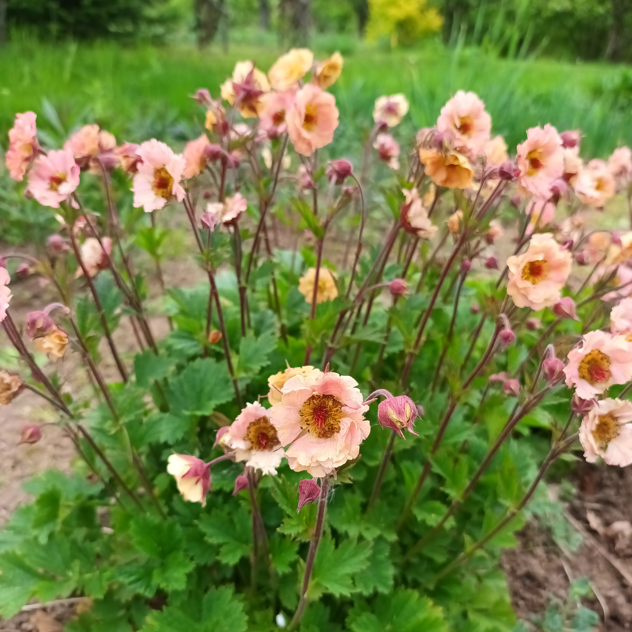 Geum Mai Tai