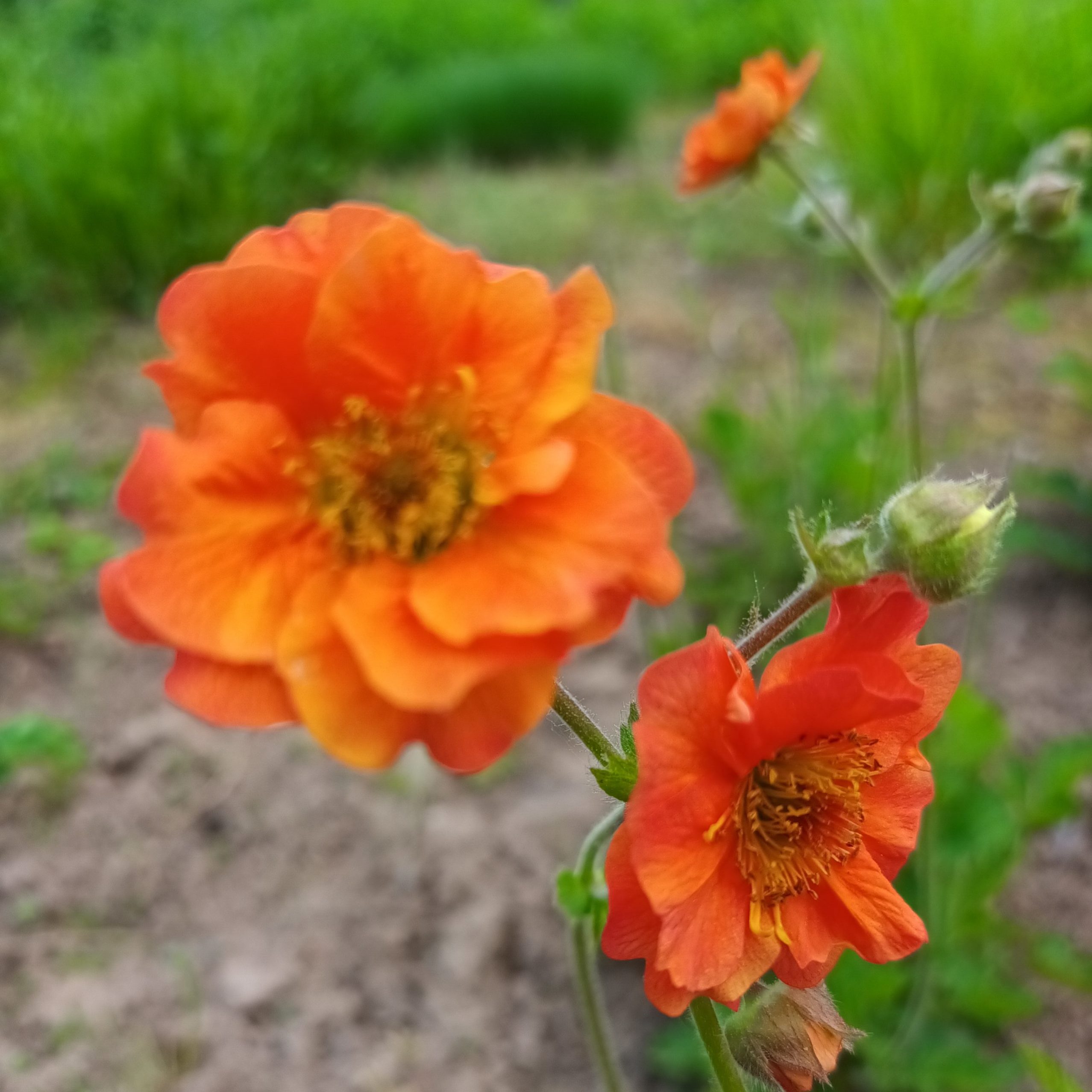 Geum 'Princess Juliane'