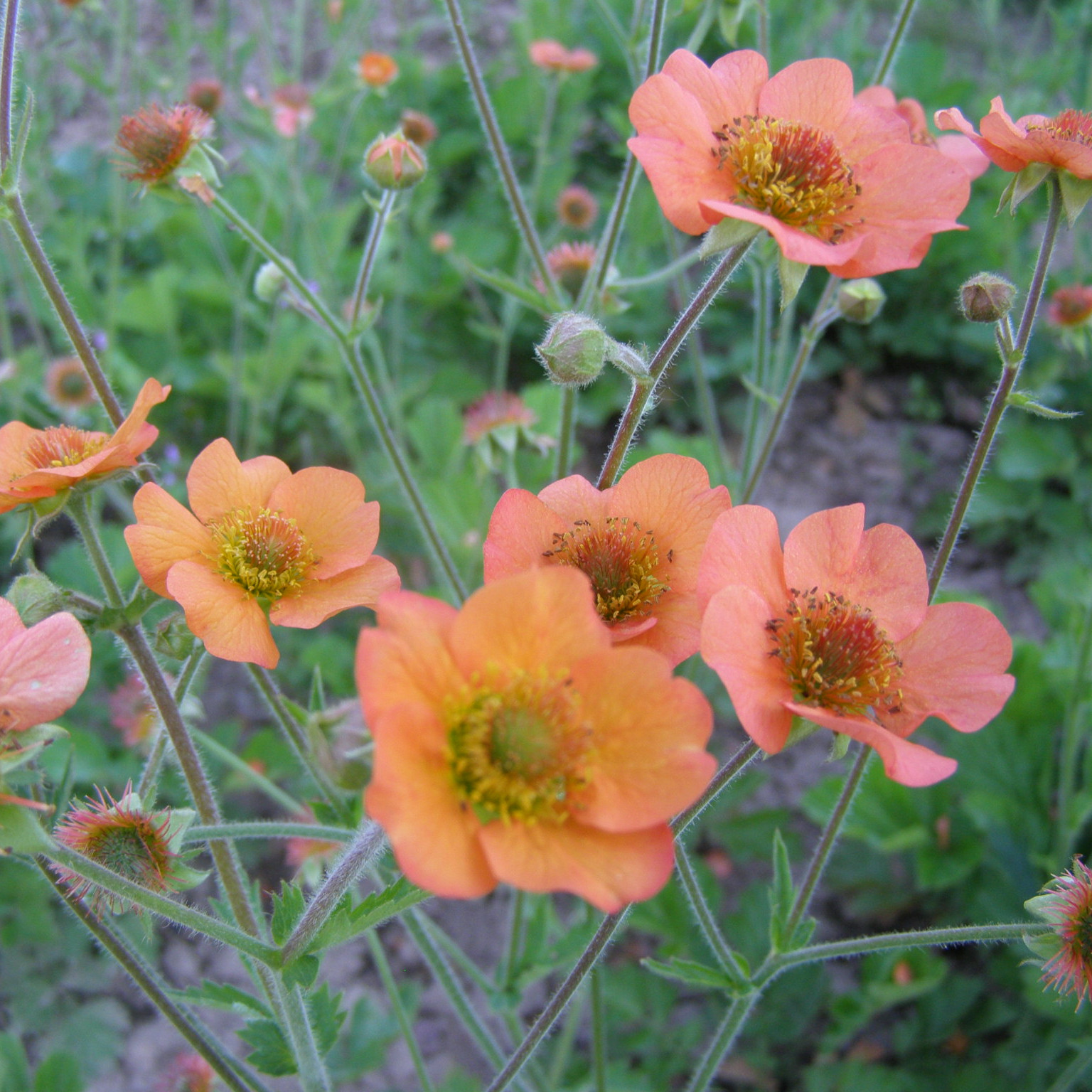 Geum TOTTALY TANGERINE