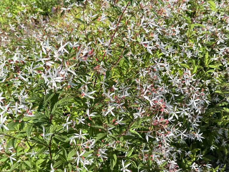 Gilenia trifoliata 1. Silvos Jankauskaitės nuotr.