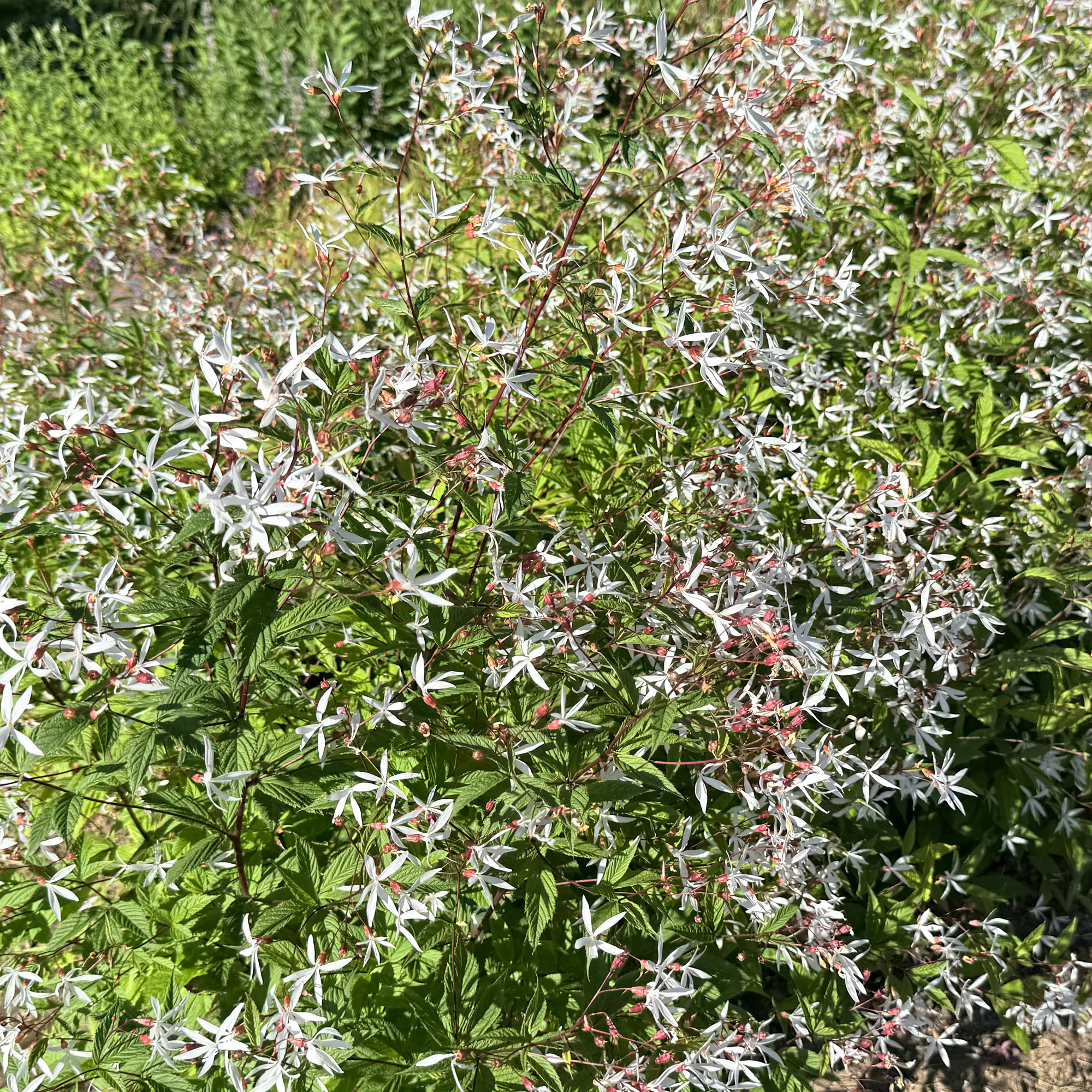 Gilenia trifoliata 1. Silvos Jankauskaitės nuotr.