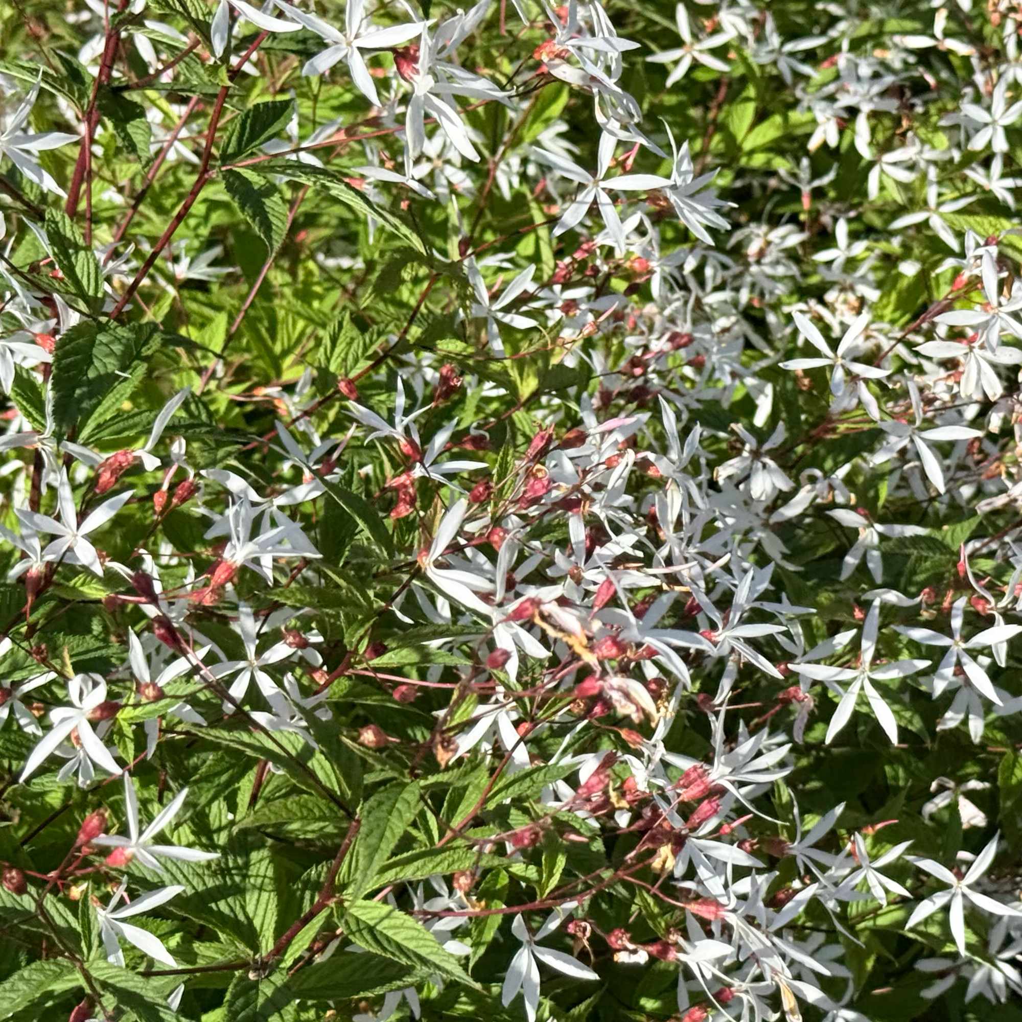 Gilenia trifoliata. Silvos Jankauskaitės nuotr.