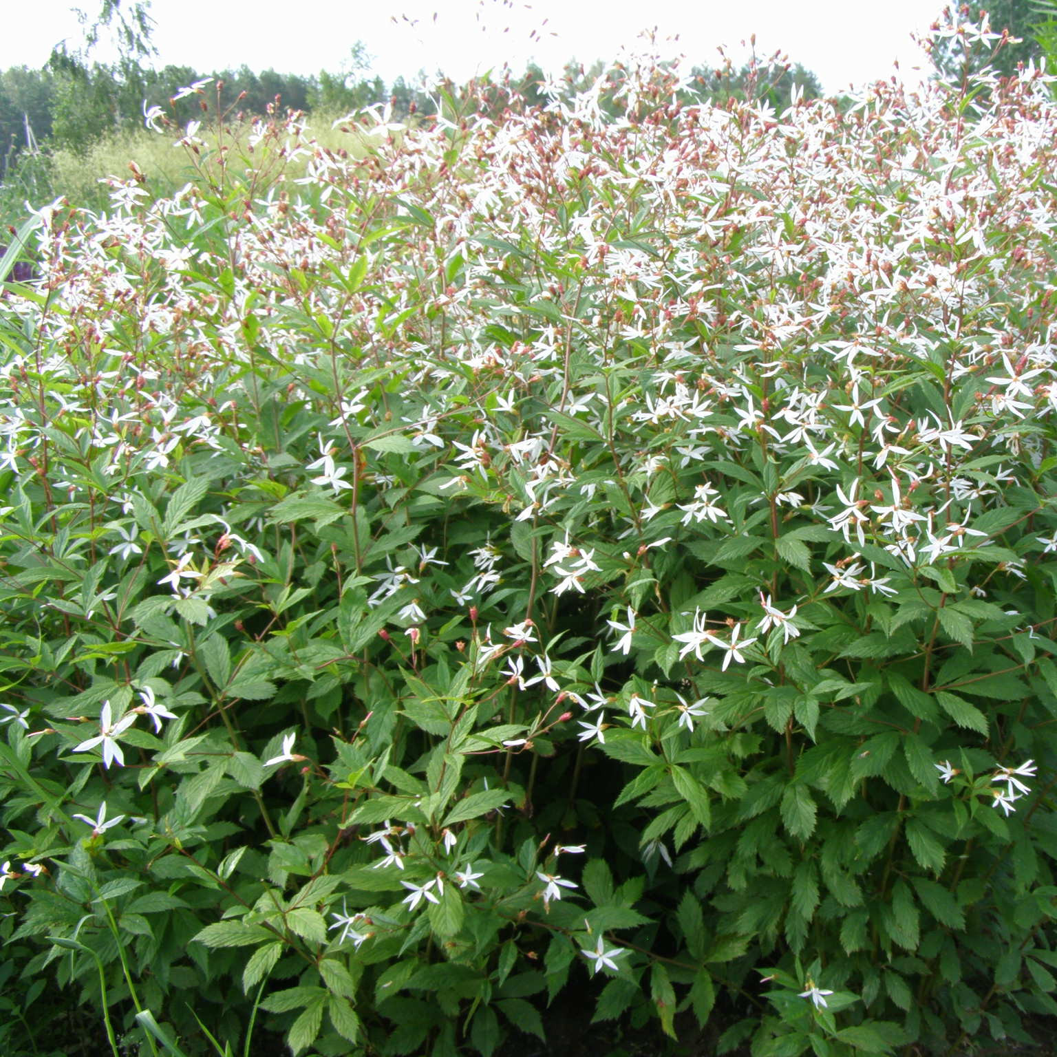 Gilenia trifoliata laukelis