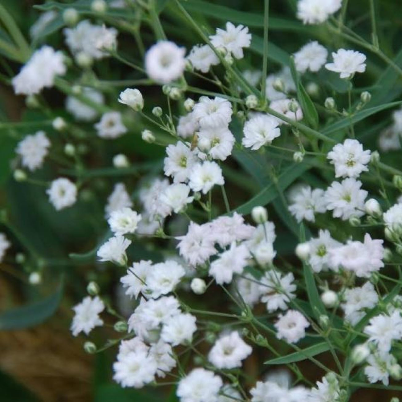 Gypsophyla Bristol Fairy