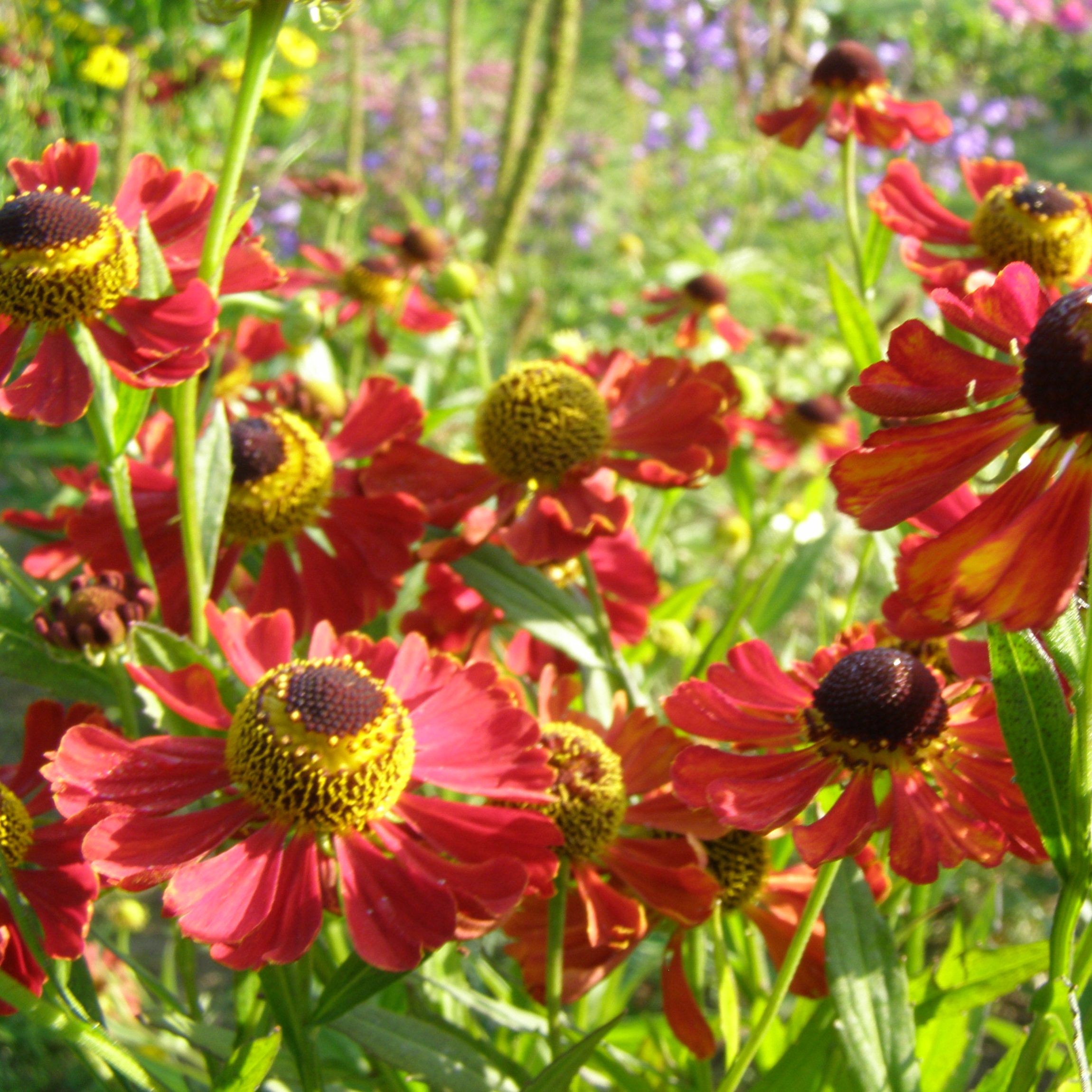 Helenium HELENA RED SHADES