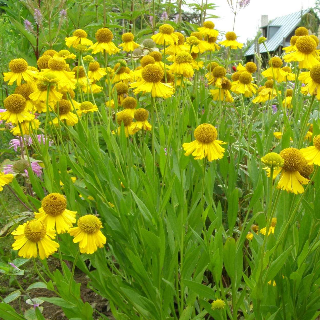 Helenium PUMILUM MAGNIFICUM