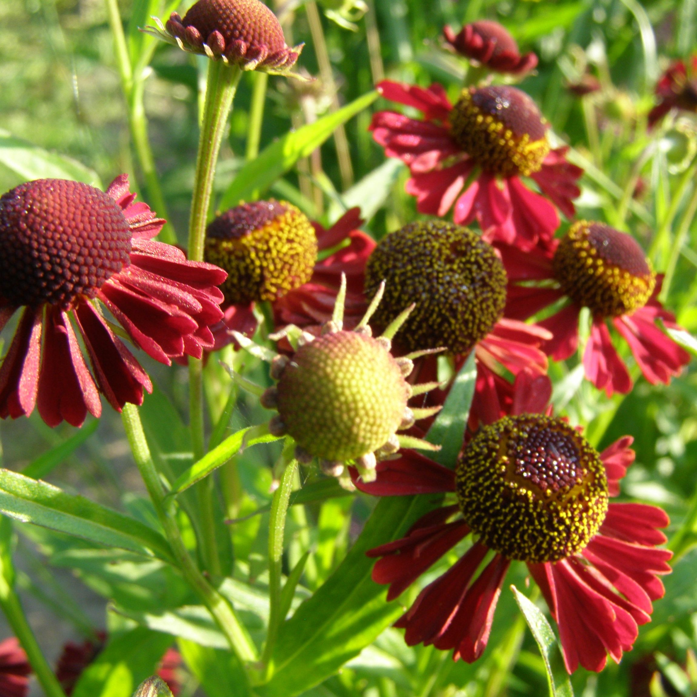 Helenium RUBY THUESDAY