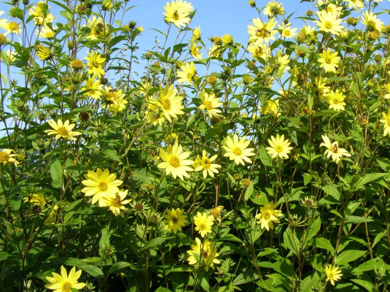 Helianthus_LEMON_QUEEN_1_1