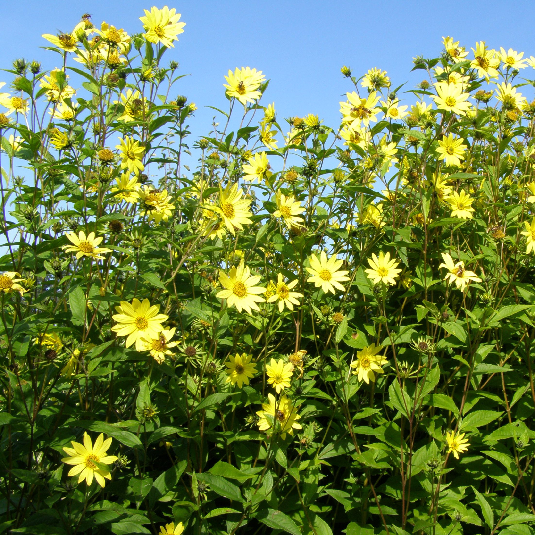 Helianthus LEMON QUEEN