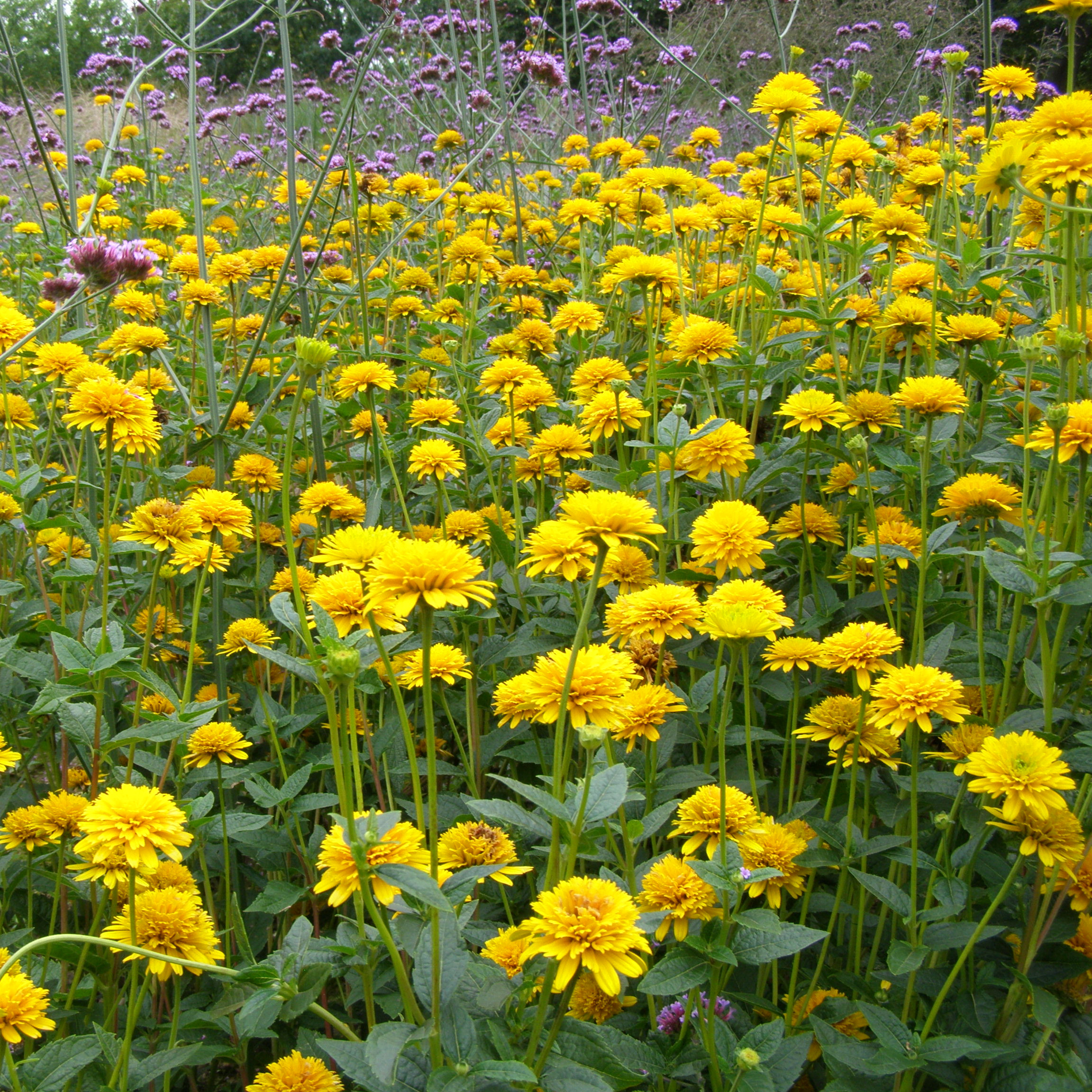 Heliopsis ASAHI