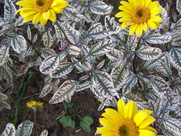 Heliopsis_helianthoides_LORRAINE_SUNSHINE_1
