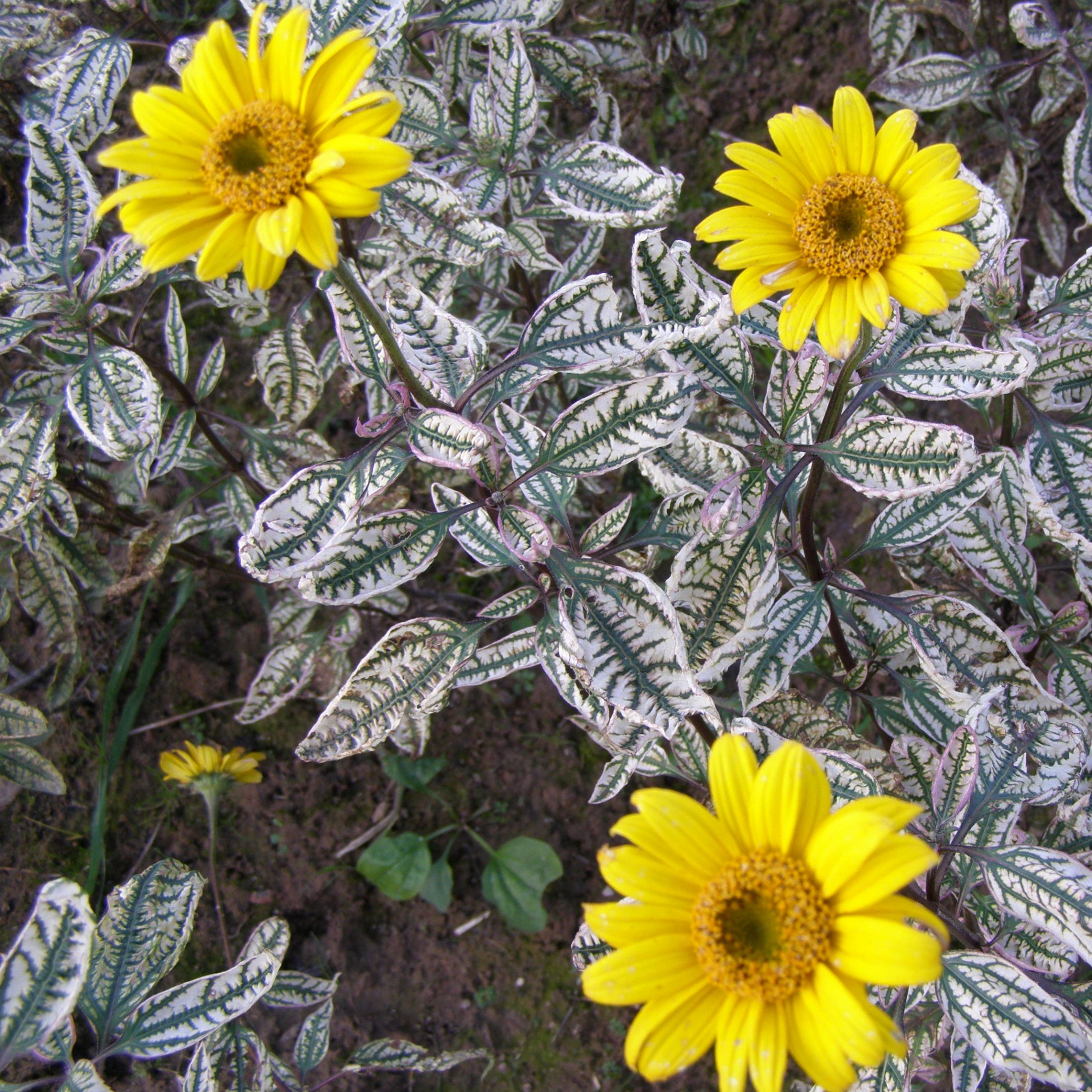 Heliopsis helianthoides LORRAINE SUNSHINE