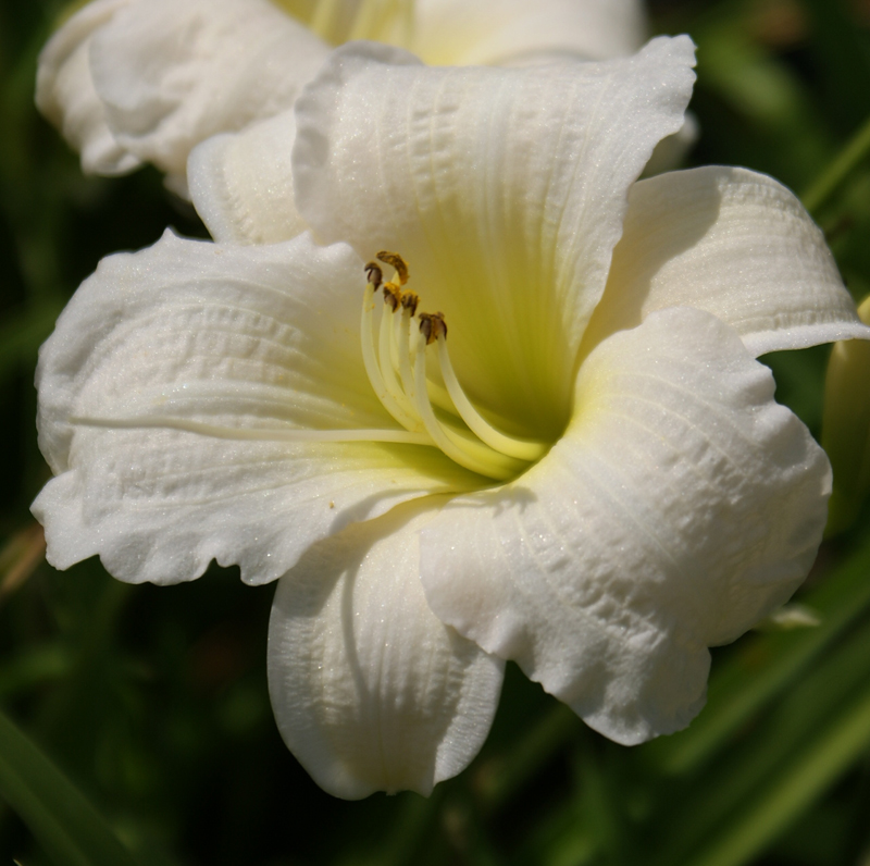 Hemerocallis Gentle S
